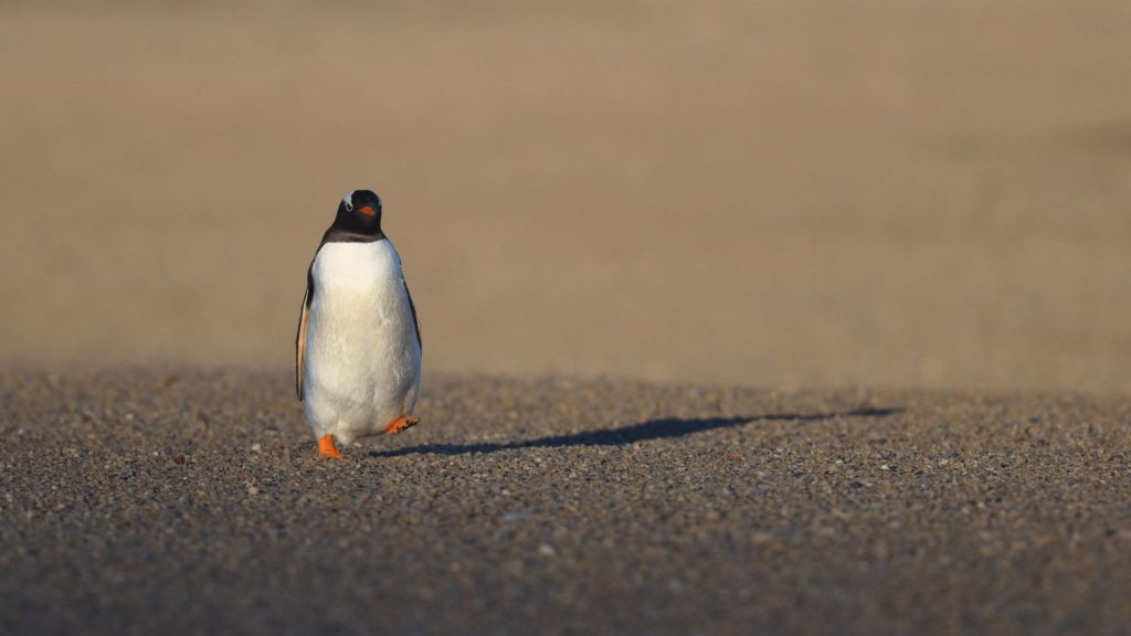 A penguin taking small steps as you would in resilience coaching.